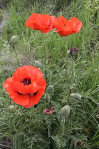 Papaver bracteatum (Bot. T. Teheran)