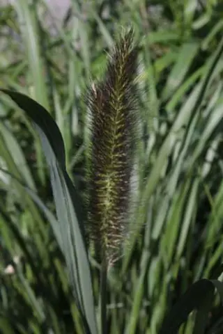 Pennisetum alopecuroides 'Black Alvernee'