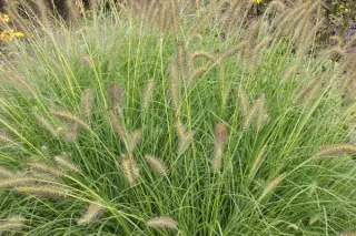 Pennisetum alopecuroides 'Gelbstiel'