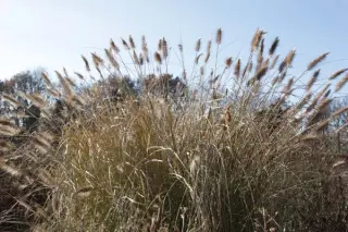 Pennisetum alopecuroides 'Magic'