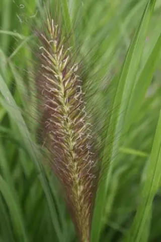 Pennisetum alopecuroides 'Red Head'