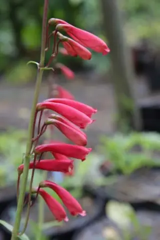 Penstemon calycosus