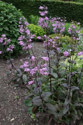 Penstemon digitalis ex 'Isa' (Zaailingen)