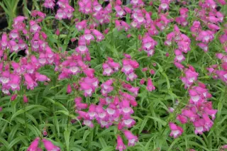 Penstemon ex 'Elgar Light Of Life' Zaailing