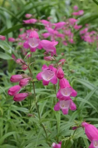Penstemon 'Elgar Light Of Life'