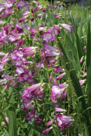 Penstemon 'Ellenbank Amethyst'