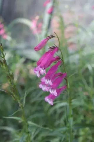 Penstemon 'Evelyn'