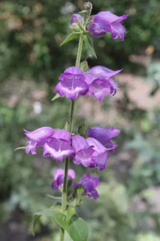 Penstemon hidalgensis