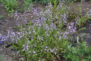 Penstemon hirsutus pygmaeus
