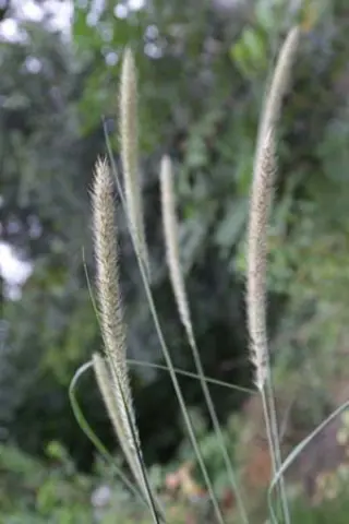 Pennisetum macrourum