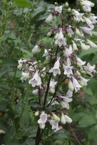 Penstemon multiflorus