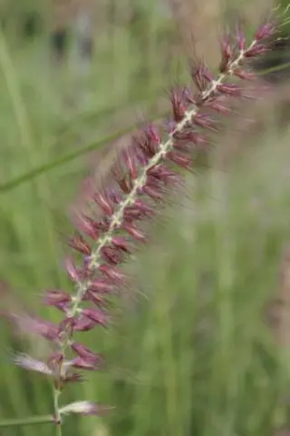 Pennisetum orientale 'Karley Rose'