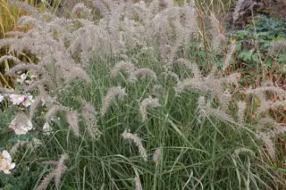 Pennisetum orientale 'Robustum'