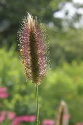 Pennisetum thunbergii 'Red Buttons'