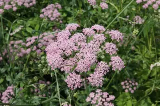 Pimpinella major 'Rosea' (Di Faggio)