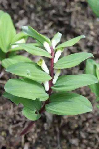 Polygonatum odoratum 'Chollipo'