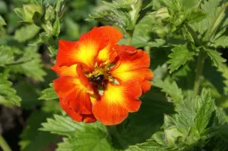Potentilla 'William Rollinson'