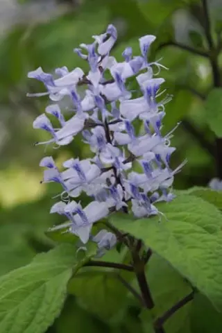 Plectranthus zuluensis