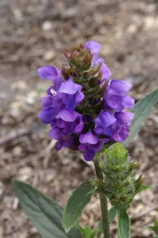 Prunella grandiflora 'Freelander Blue'