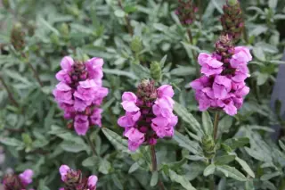 Prunella grandiflora 'Gr. Aus Isernhagen'