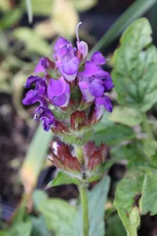 Prunella grandiflora pyrenaica