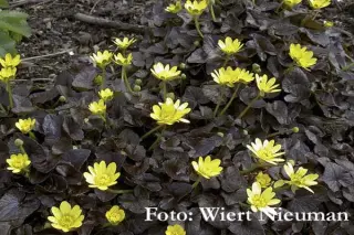 Ranunculus ficaria 'Brazen Hussy'