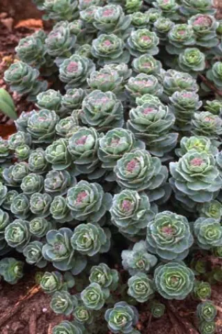 Rhodiola rosea