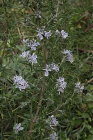 Rosmarinus officinalis 'Green Ginger'