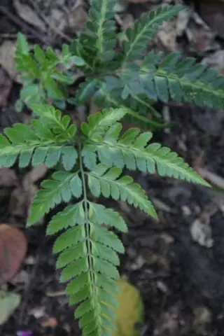 Rumohra adiantiformis 'Variegata'