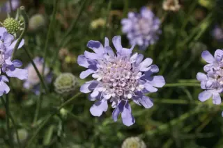 Scabiosa canescens