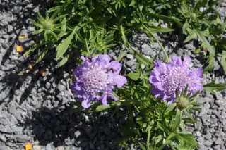 Scabiosa columbaria 'Nana'