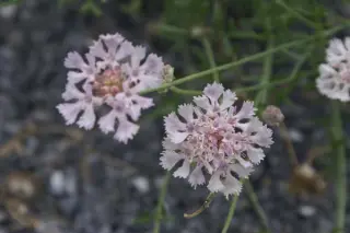 Scabiosa crenata
