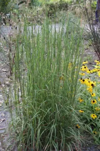 Schizachyrium scoparius 'Cairo'