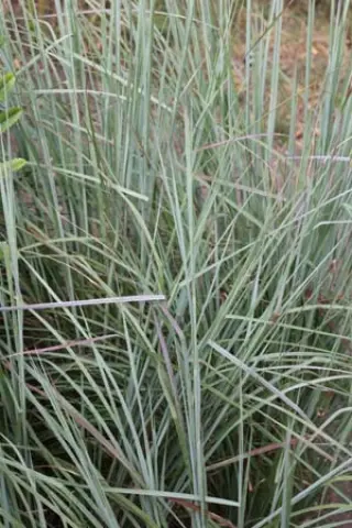 Schizachyrium scoparius 'Standing Ovation'