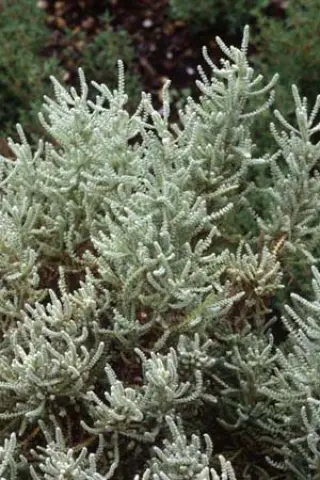 Santolina chamaecyparissus 'Lambrook Silv.'
