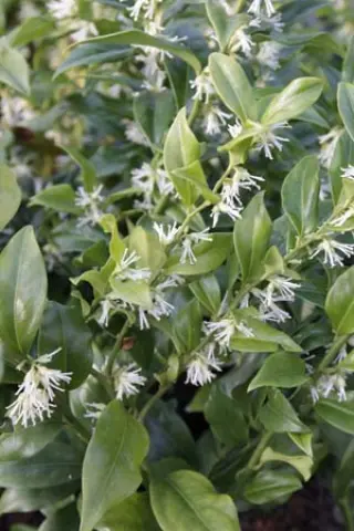 Sarcococca confusa