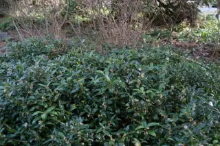 Sarcococca hookeriana var. humilis