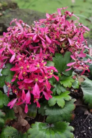 Saxifraga fortunei ex 'Hyoseki'