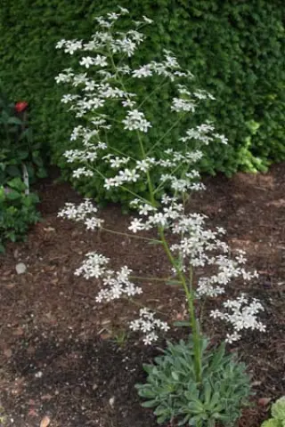 Saxifraga 'Monarch'