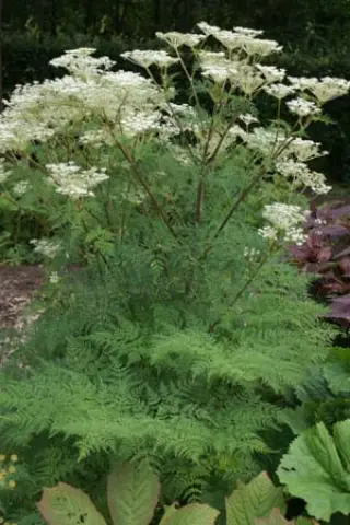 Selinum wallichianum (tenuifolium)