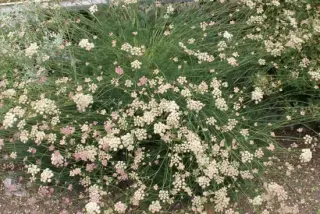 Seseli hippomaranthum