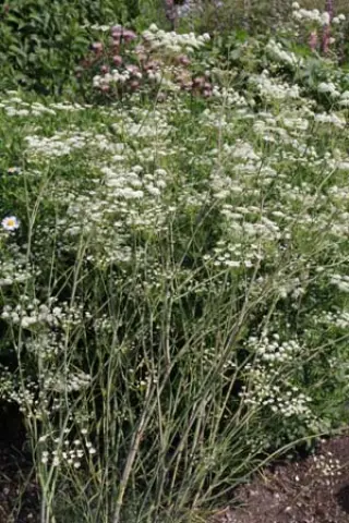 Seseli pallasii
