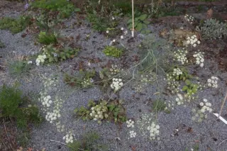 Seseli ponticum