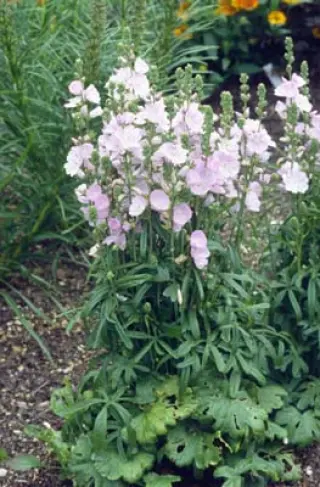 Sidalcea 'Little Princess'