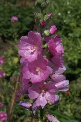 Sidalcea 'Sussex Beauty'