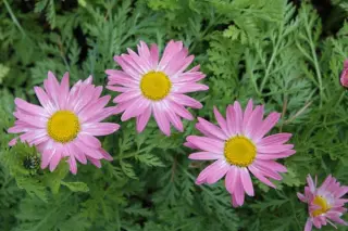 Tanacetum coccineum 'Laurin'