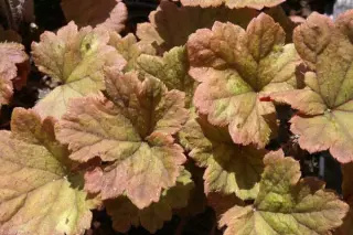 Tellima grandiflora 'Rubra'