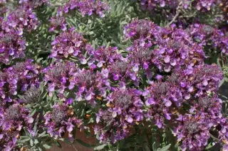 Teucrium ackermannii