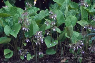 Trachystemon orientalis