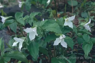 Trillium grandiflorum